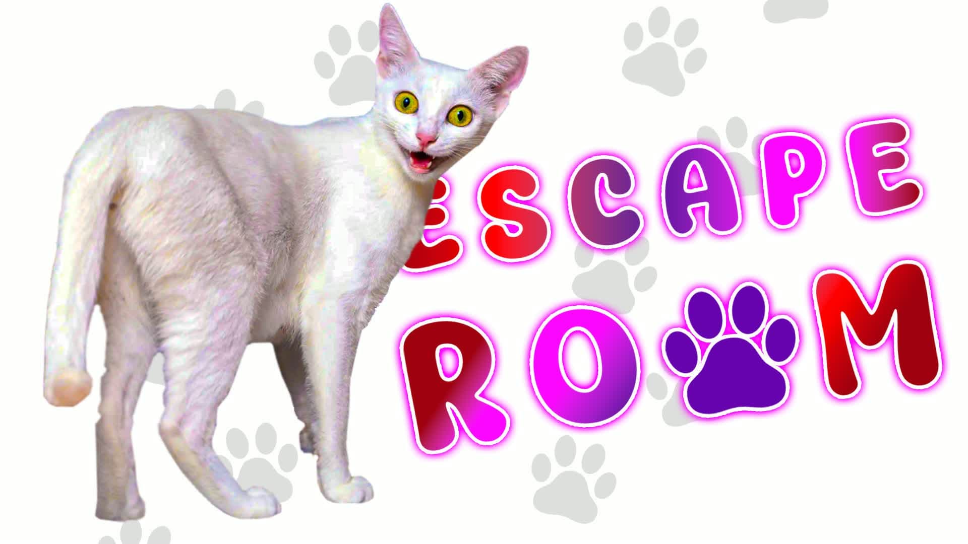 🧩 Funny Cat Escape Room | by GT 🧩