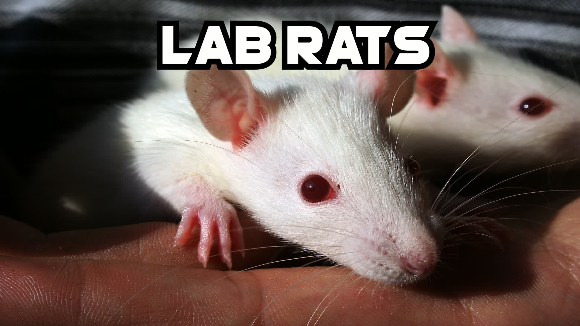 Lab Rats 🎃HALLOWEEN UPDATE🎃
